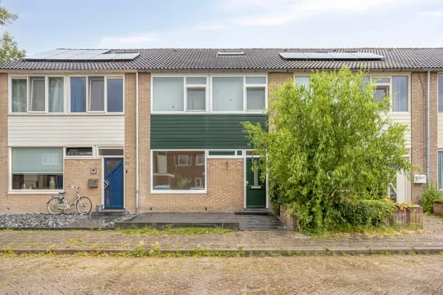 Maagdepalm 80