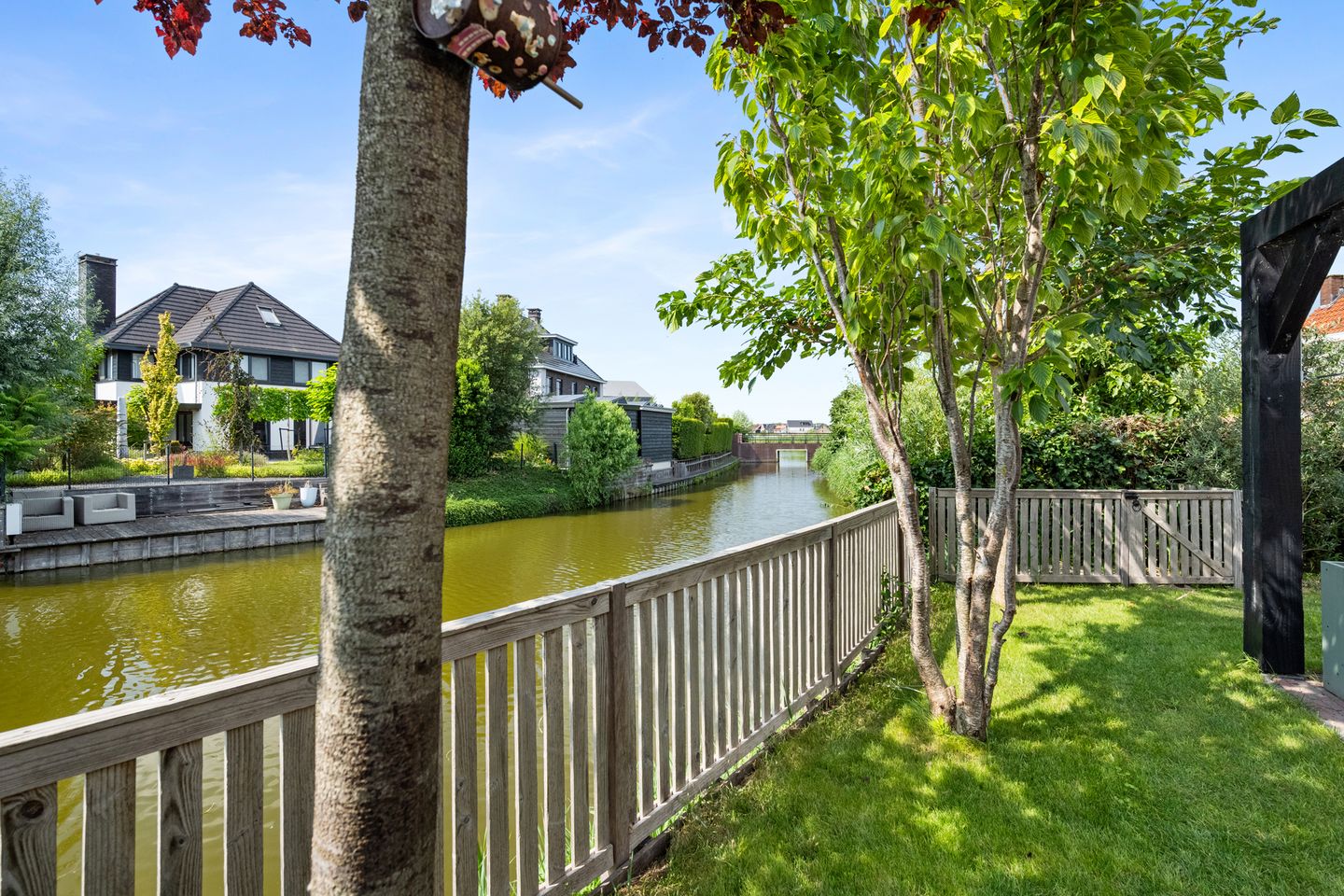 Aalscholver 4