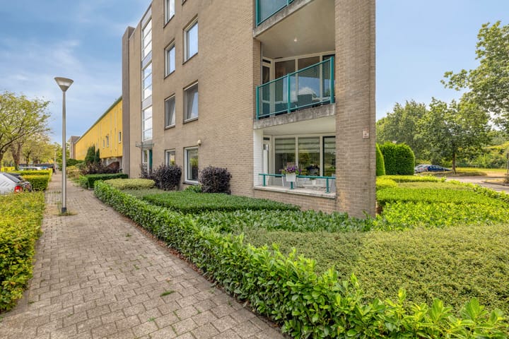 Aalscholver 9