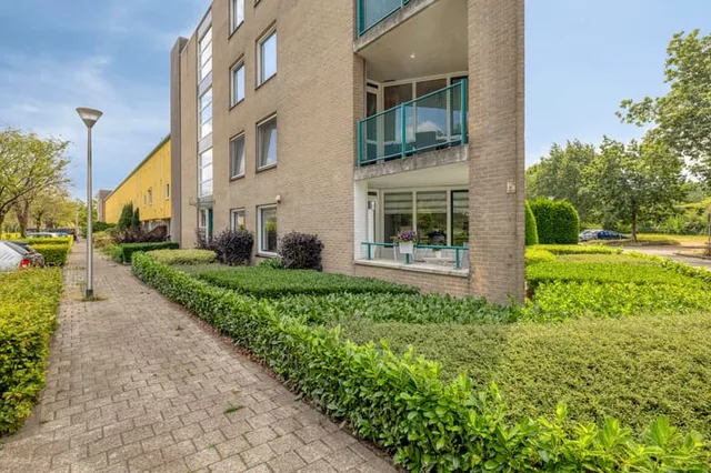 Aalscholver 9